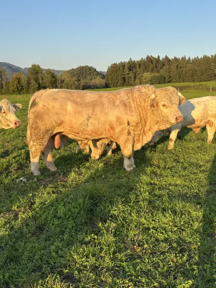 Verkaufe Charolais-Zuchtstiere