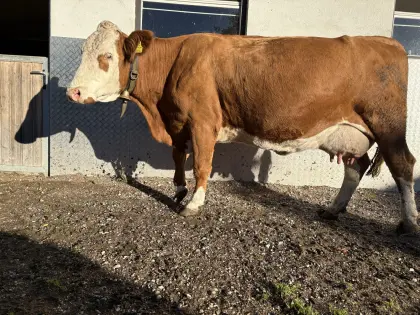 Bio-Fleckvieh-Mutterkuh