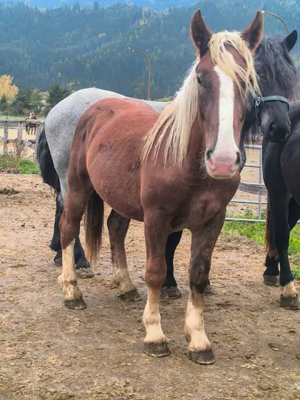 Pferd