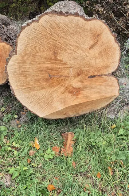 Birnenstämme