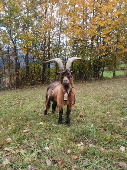 Ziegenbock