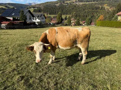 Bio Fleckvieh-Jungkuh in Milch mit Zuchtpapier