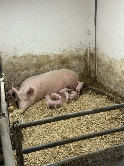 Ferkel