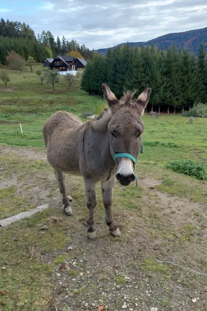Eselhengst abzugeben