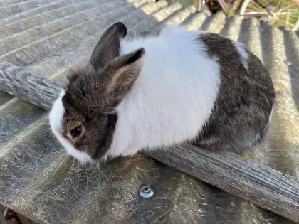Zwergkaninchen