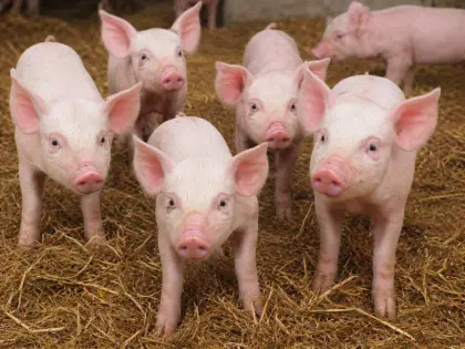 Ferkel zu verkaufen
