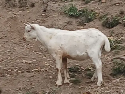 Saaneziegenbockkitz