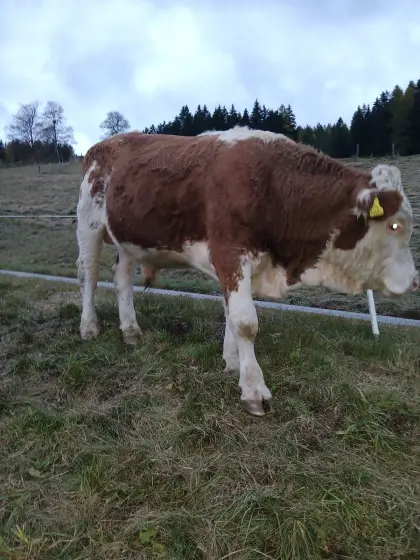 Verkaufe Stier