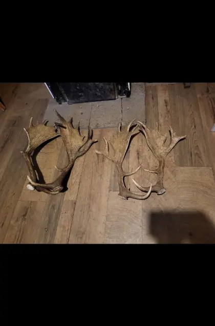 Abwurfstangen Damhirsch