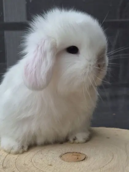 Schlappohrzwerg-Nachwuchs, Mini Lops ab sofort