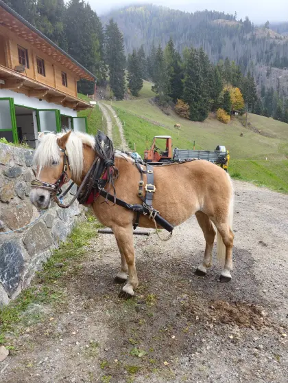 Haflingerstute