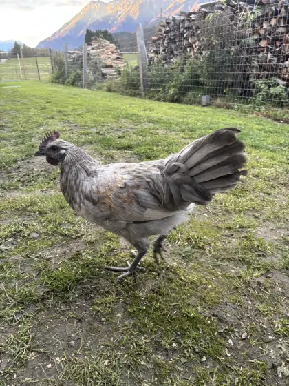 Lavender Araucana