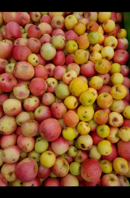 Pressobst Äpfel, Streuobst