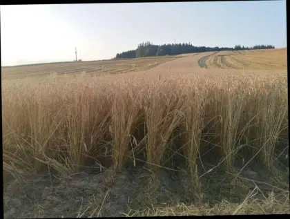 Bio-Speiseweizen