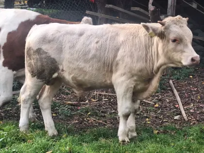 Bio-Jungstier Kärntner Blondvieh