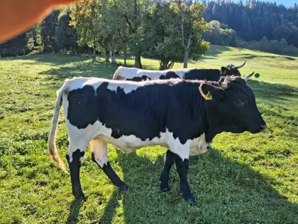Schwarze Pinzgauer Bio-Kalbin