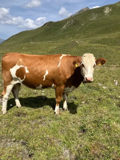 Mutterkuh Fleckvieh