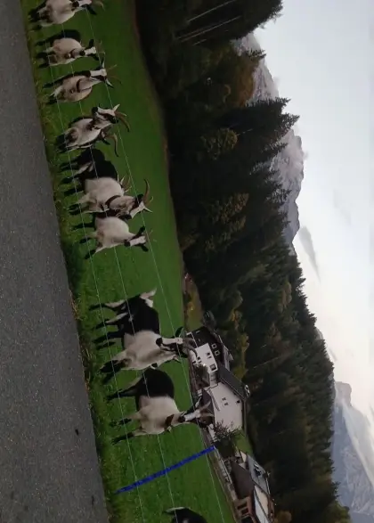 Hb Pfauenziegen