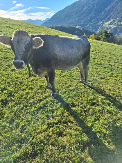 Verkaufe Tiroler Grauviehkuh