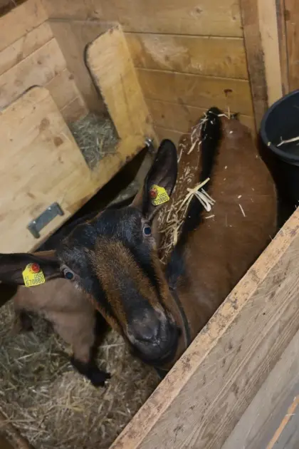 Ggz Ziege mit Kitz