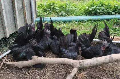 Chabo-Zwerghühner, kleine schwarze Schönheiten