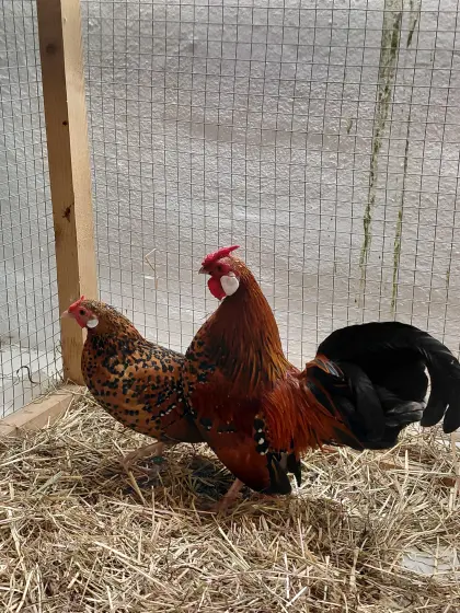 Bantam-Zwerghühner gold-porzellanfarbig
