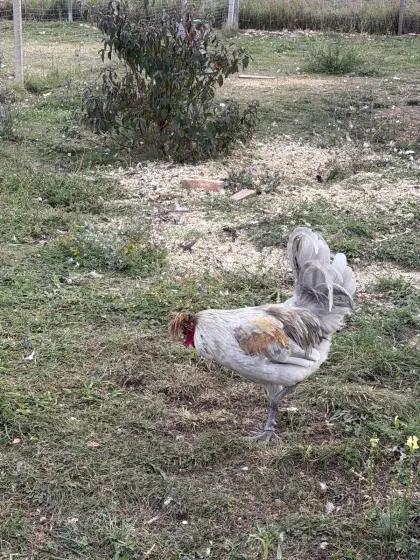 Sandschak Kräher