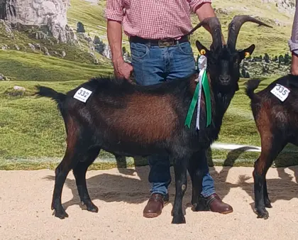 Pinzgauer Ziegenbock