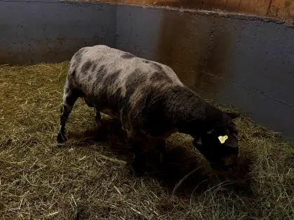 Bonte Schapen