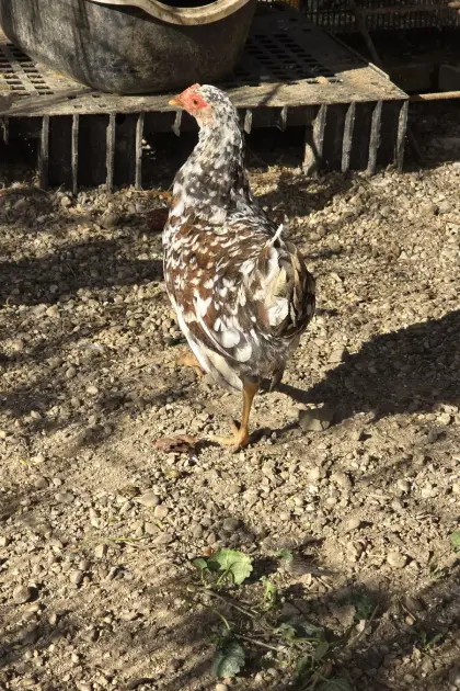 Blumenhuhn 1:1
