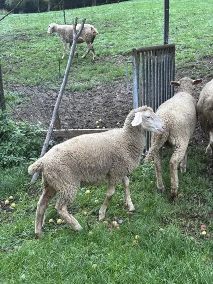 Reinrassiges Merino-Jungschaf