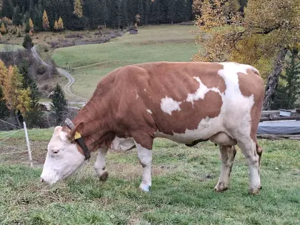 Verkaufe Fleckvieh-Jungkuh