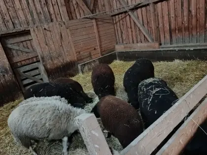 Bio-Lämmer
