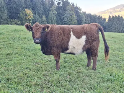 BIO Galloway trächtige Kalbinnen, Jungstier, Kalbinnen meh