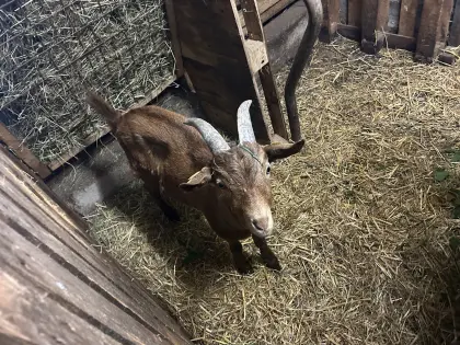 Ziegenbock
