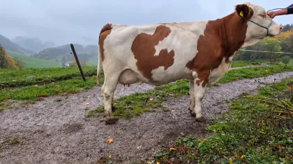 Fleckvieh Milch- oder Mutterkuh