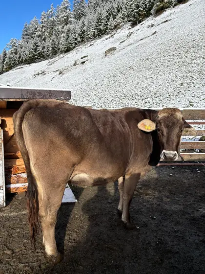 Braunviehkalb