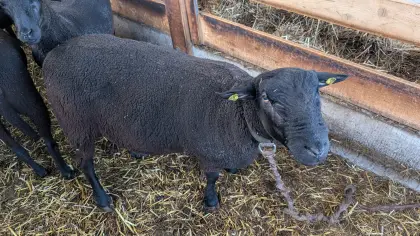 Herdenbewährter Jura-Widder (2b), ruhiges Gemüt und starke Vererbung