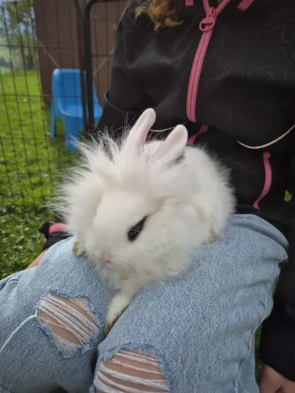 Hasen