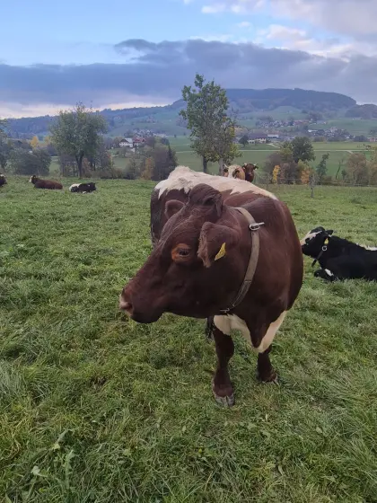 Pinzgauerkuh mit Ochsen
