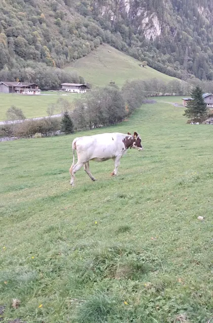 Verkaufe Kalbin
