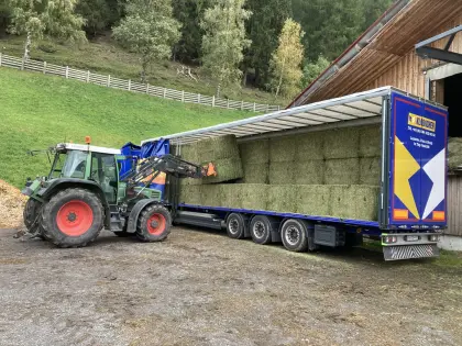 Maissilage, Luzerne