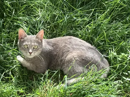 Katze, Europäisch Kurzhaar, kastriert, geimpft