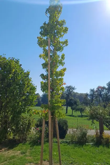 Verkaufe Ambere Baum