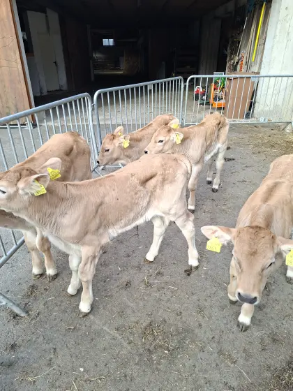5 Kälber (3w/2m), Bio, BV x Blonde Aquitaine
