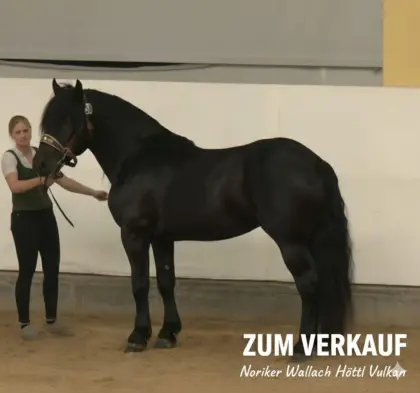 Noriker-Wallach Rappe