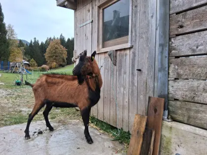 Verkaufe GGZ Ziegenbock