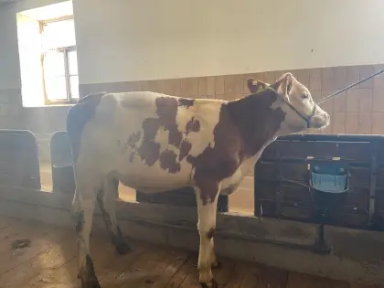 Mastrind
