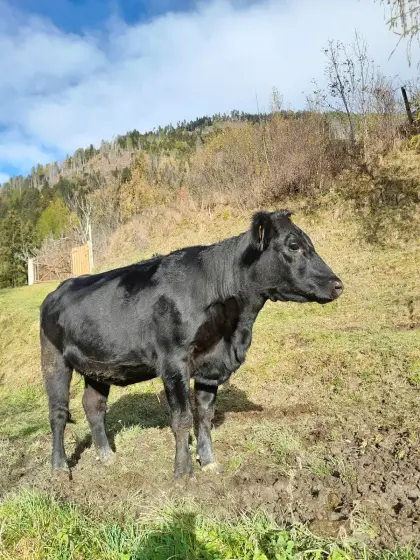 Angus-Kalbin