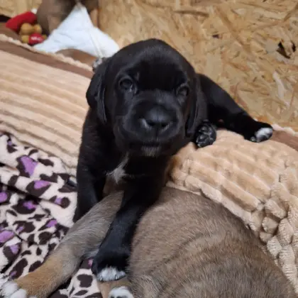 Wunderschöne Welpen zu vergeben